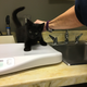 Illustration for article titled Update on kittens: 2 are in my house!